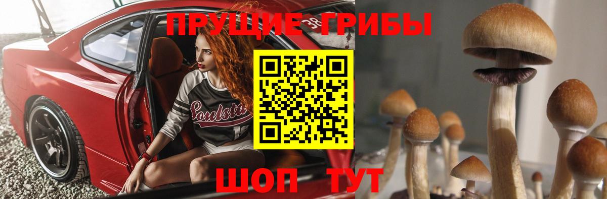 купить   Вход с VPN  Новозыбков  Псилоцибиновые грибы Cubensis 